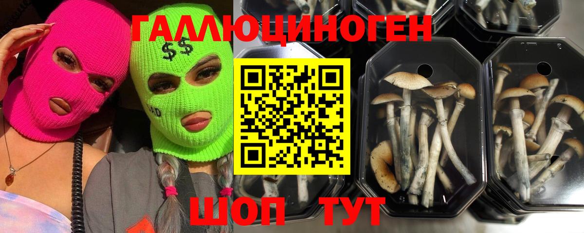 Елец  Галлюциногенные грибы Psilocybine cubensis  Вход с VPN  Псилоцибиновые грибы Psilocybe 